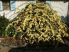 banksia